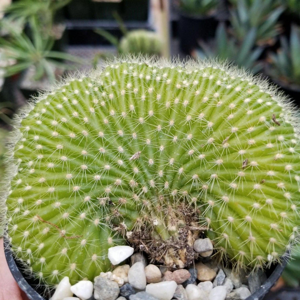 Trichocereus huascha cristata