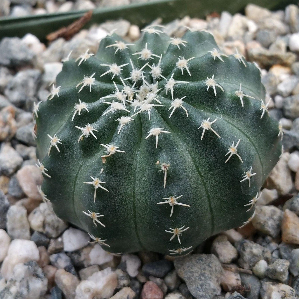 Echinocereus aguirrei