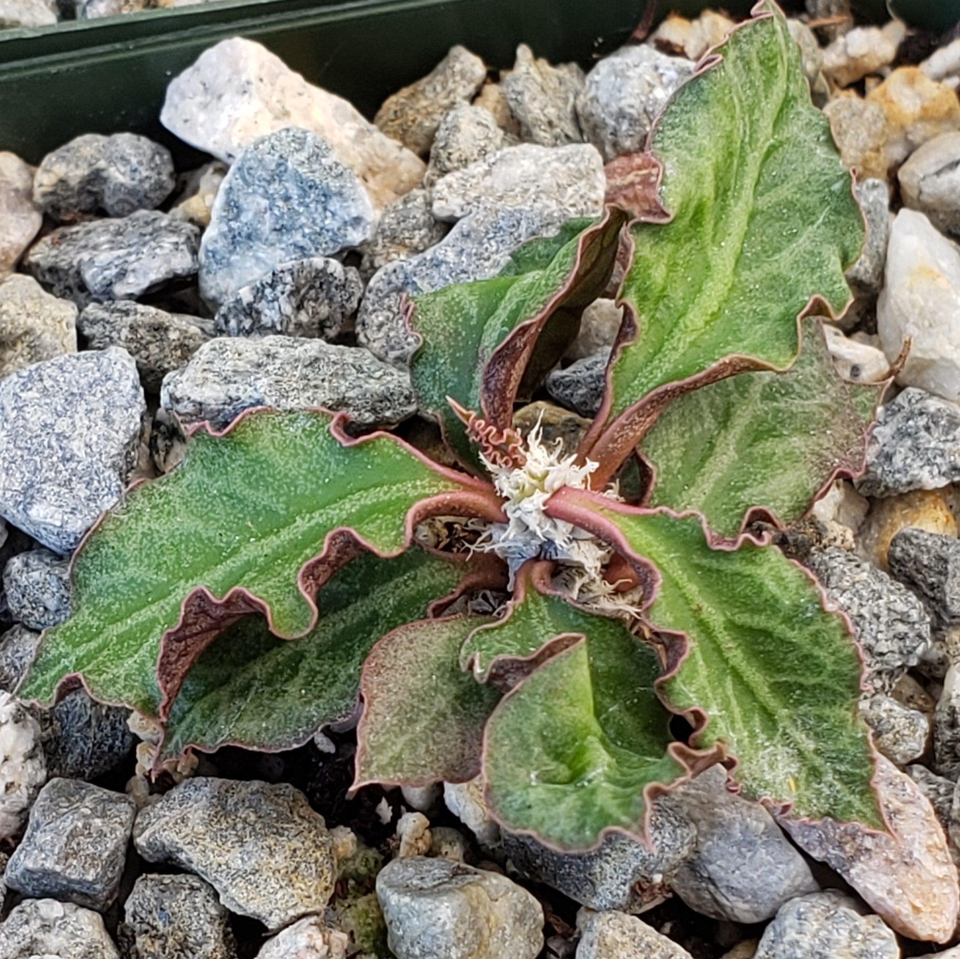 Euphorbia ambovombensis