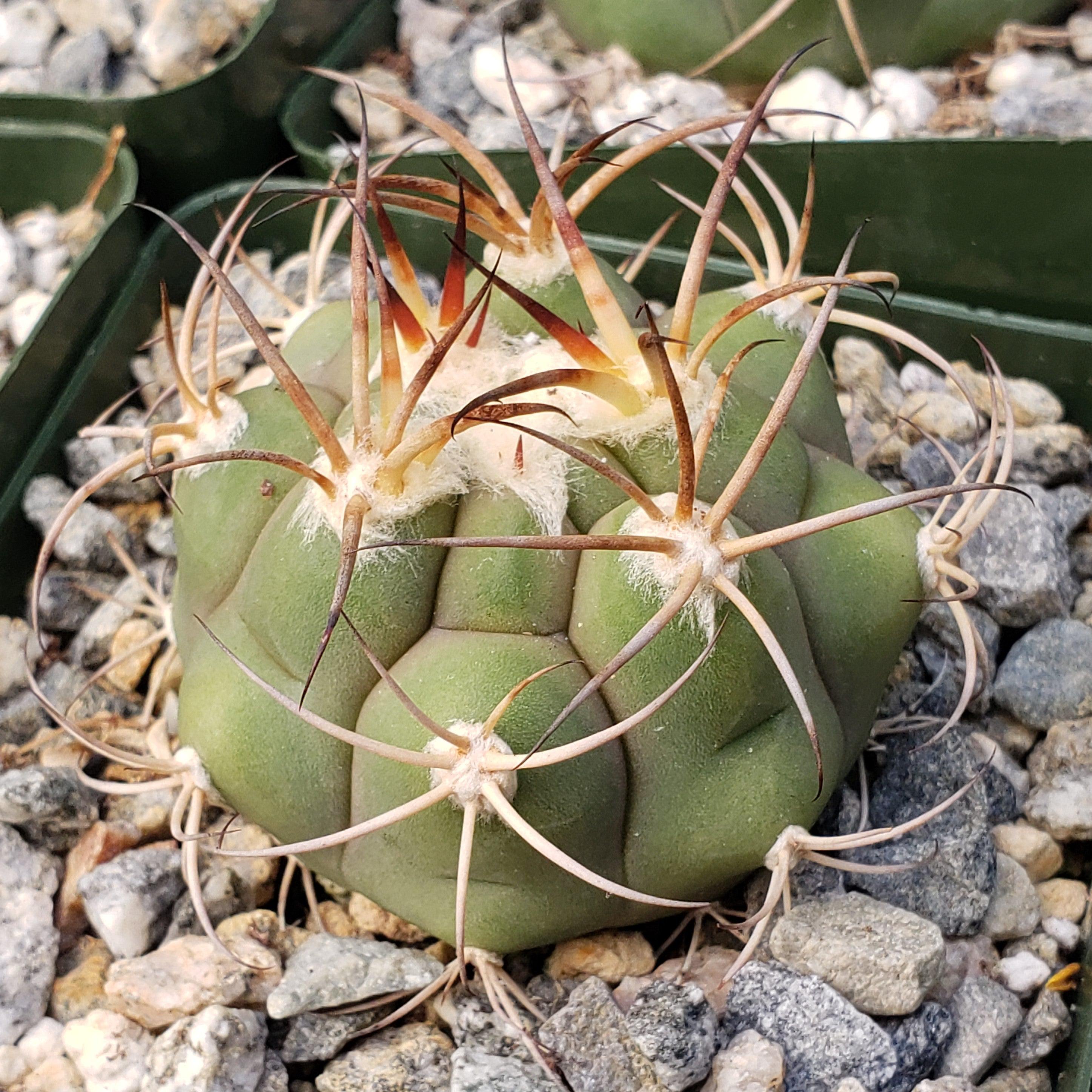 Gymnocalycium tomina