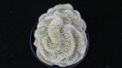 Mammillaria pilcayensis cristata