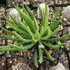 Senecio vitalis