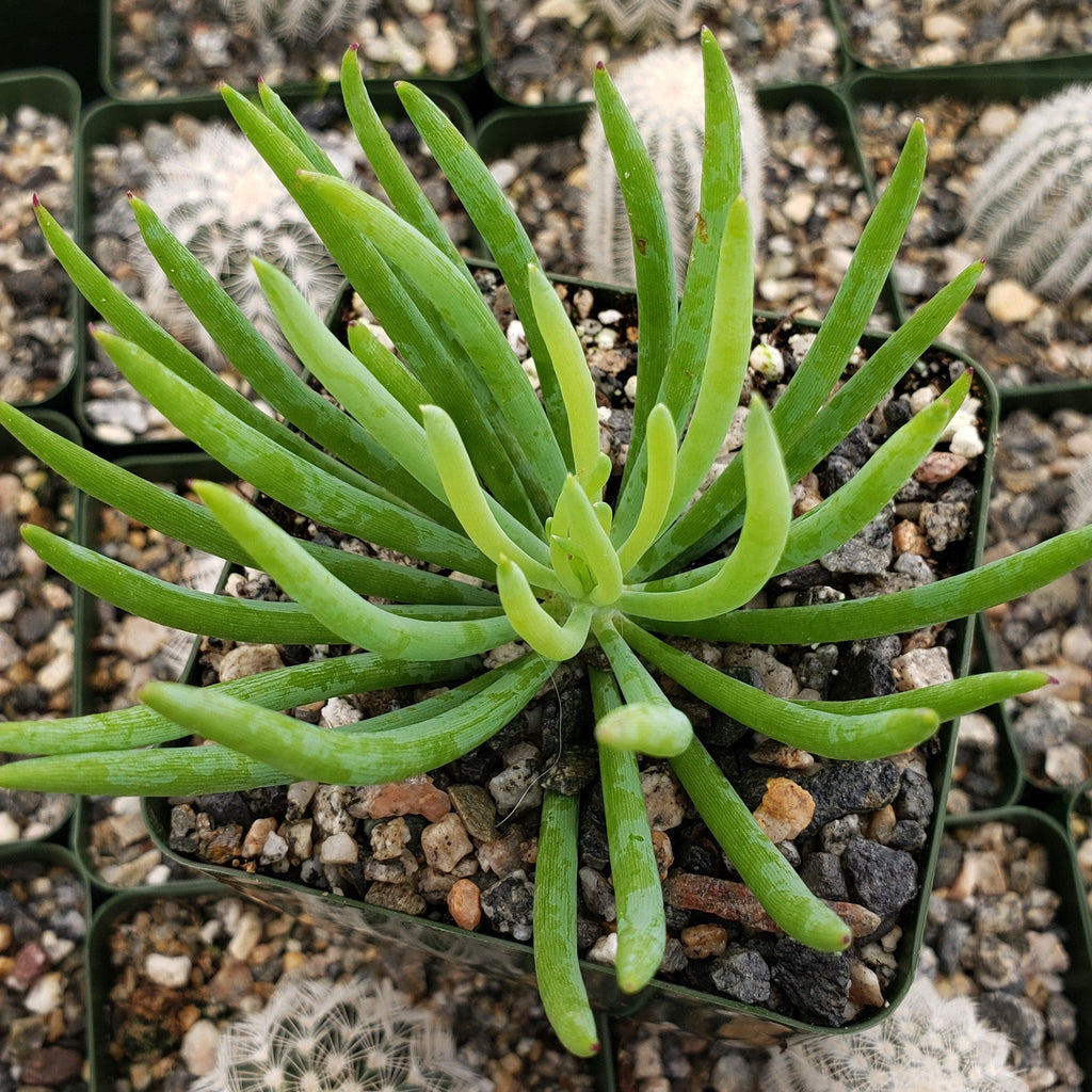 Senecio vitalis