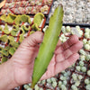 Hylocereus undatus Pitahaya Dragon Fruit cutting