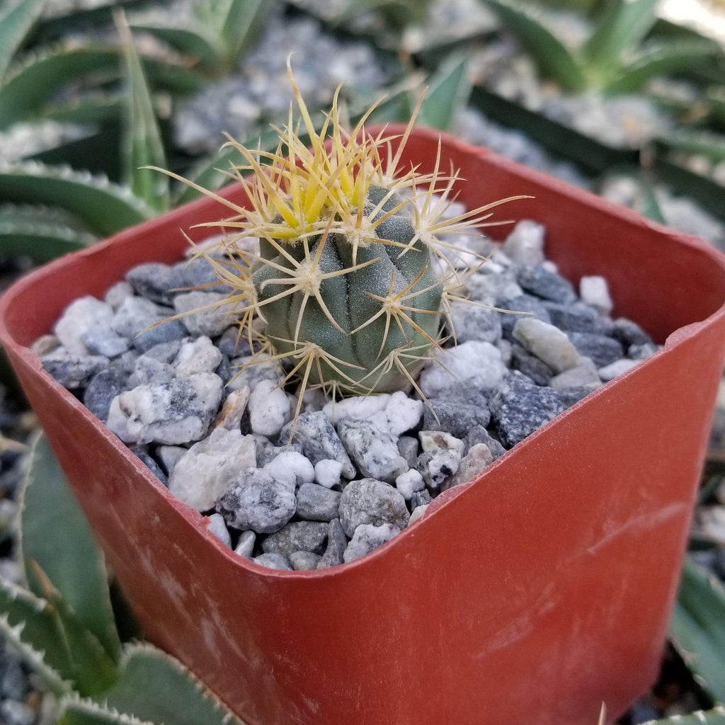 Ferocactus chrysacanthus