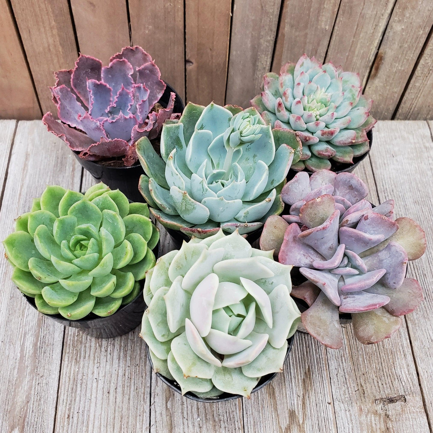 trio of succulents 2.5" Echeveria Trio Assortments