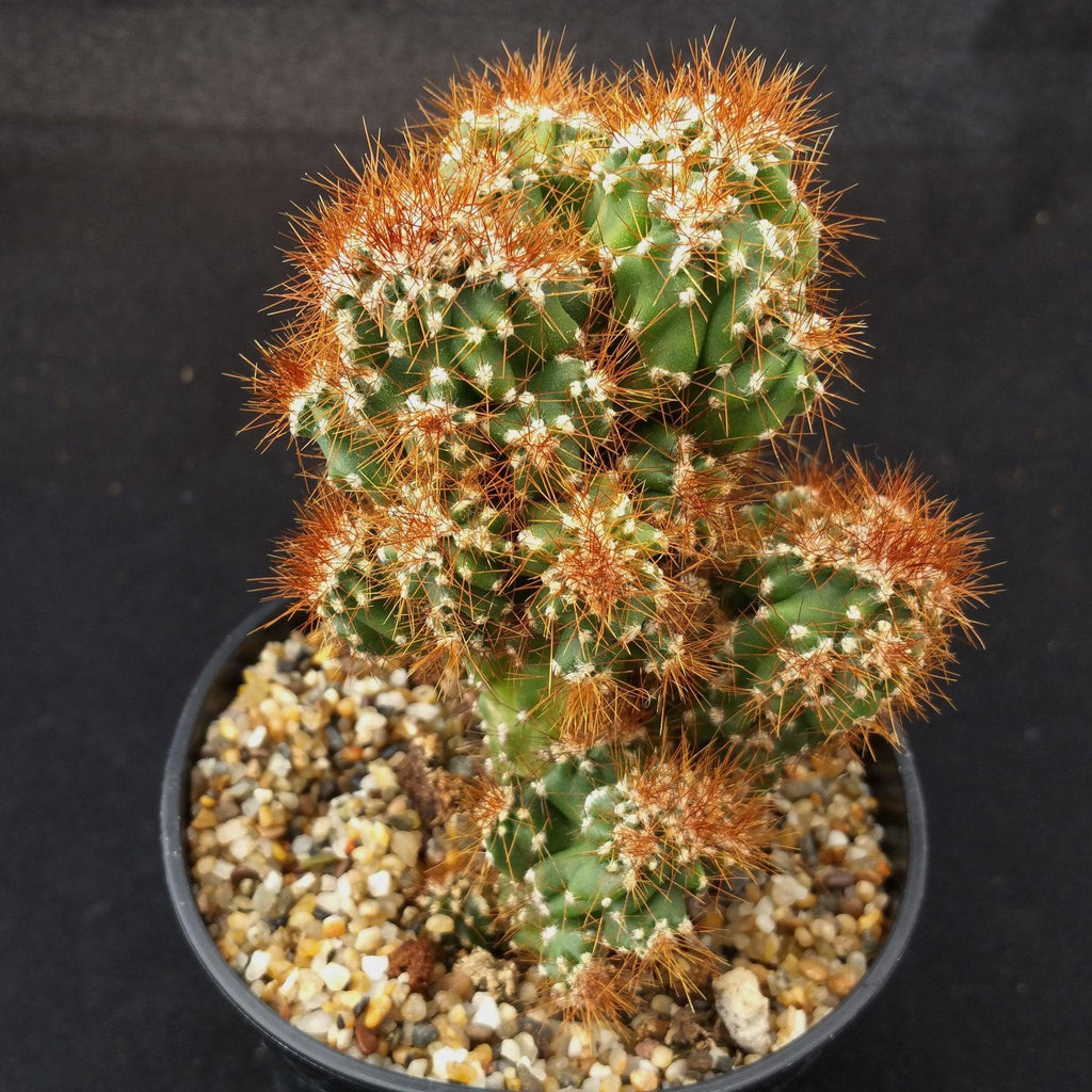 Cereus rapandus peruvians monstrose