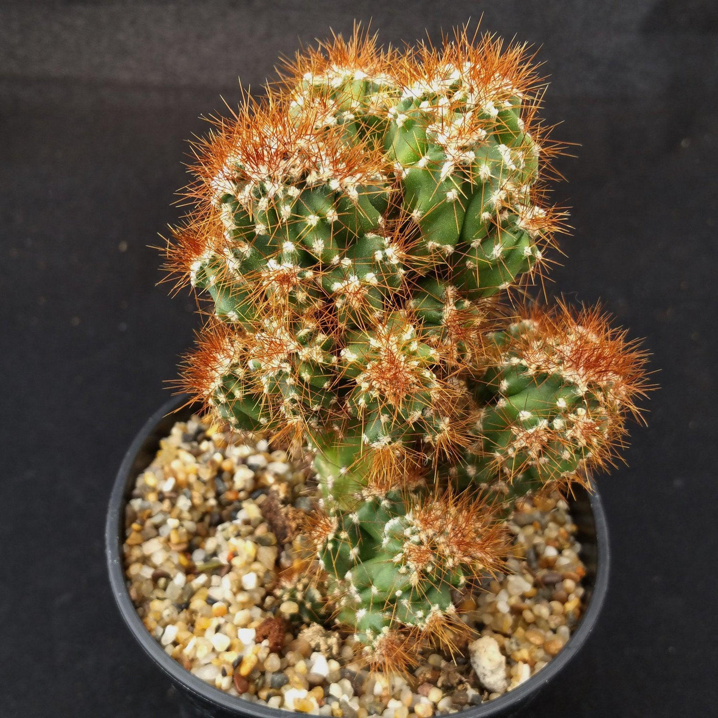 monstrose succulents Cereus rapandus peruvians monstrose
