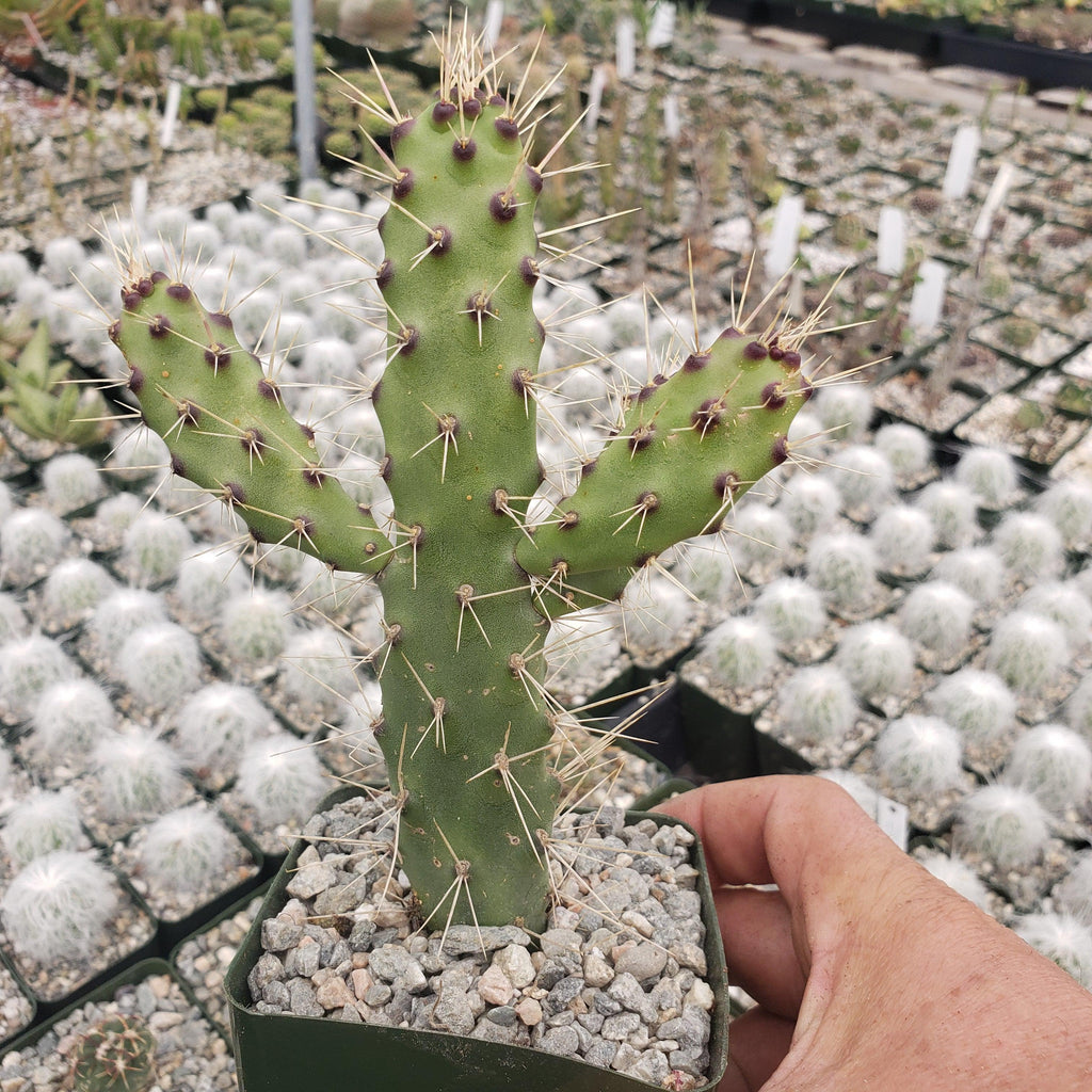 Opuntia consolea falcata cutting