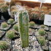 Pilosocereus cephalocereus palmeri