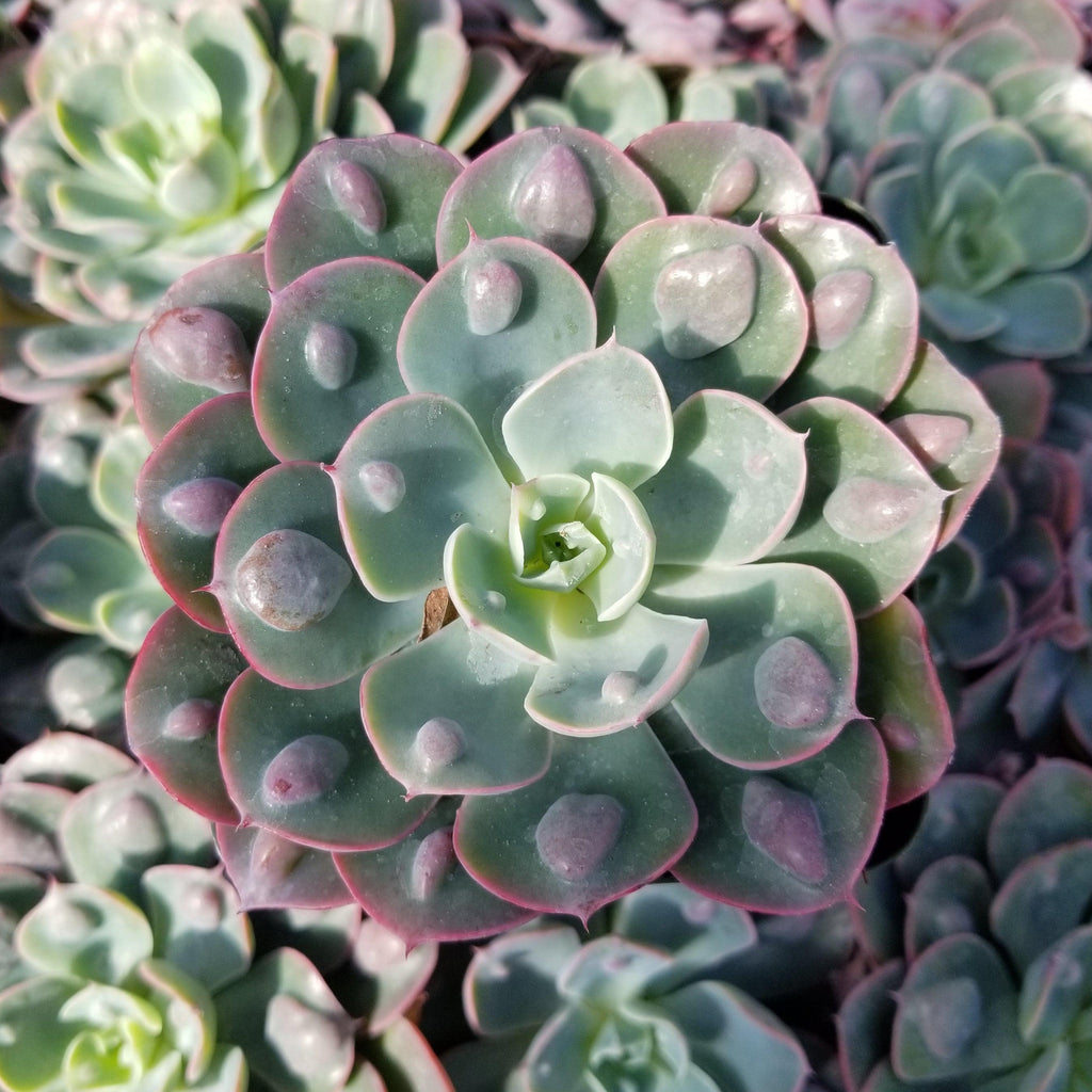 Echeveria Rain Drops
