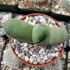 Gasteria glomerata