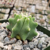 Ferocactus glaucescens &