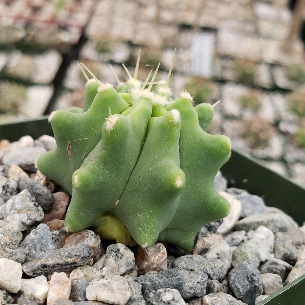 Ferocactus glaucescens &