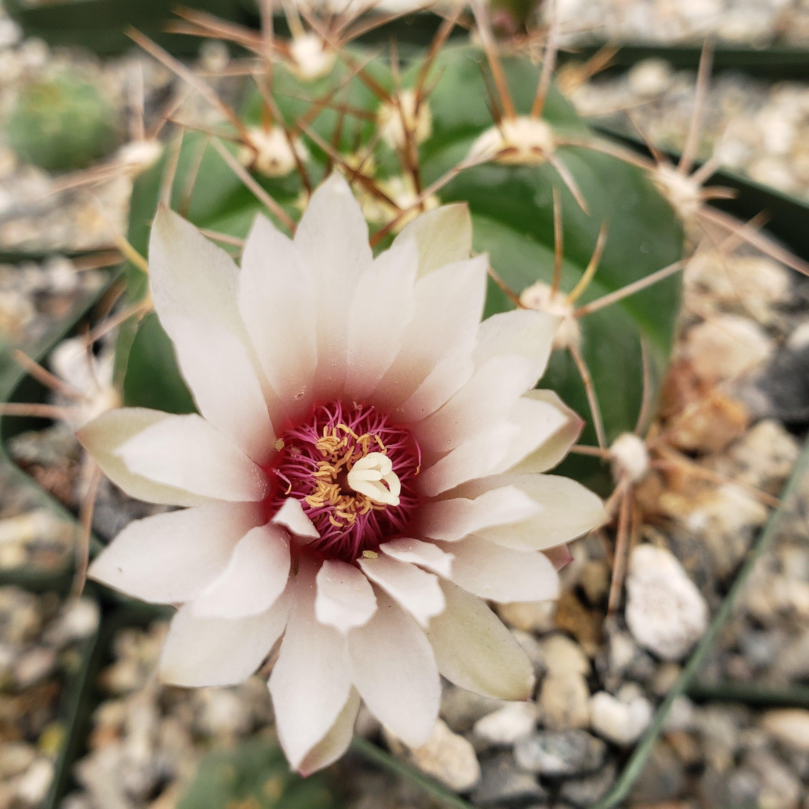 Gymnocalycium fleischerianum