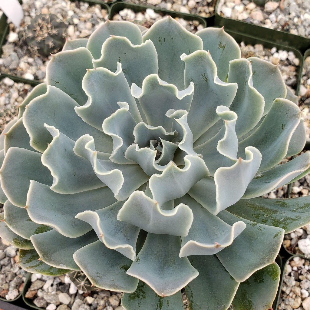 Echeveria Blue Frills
