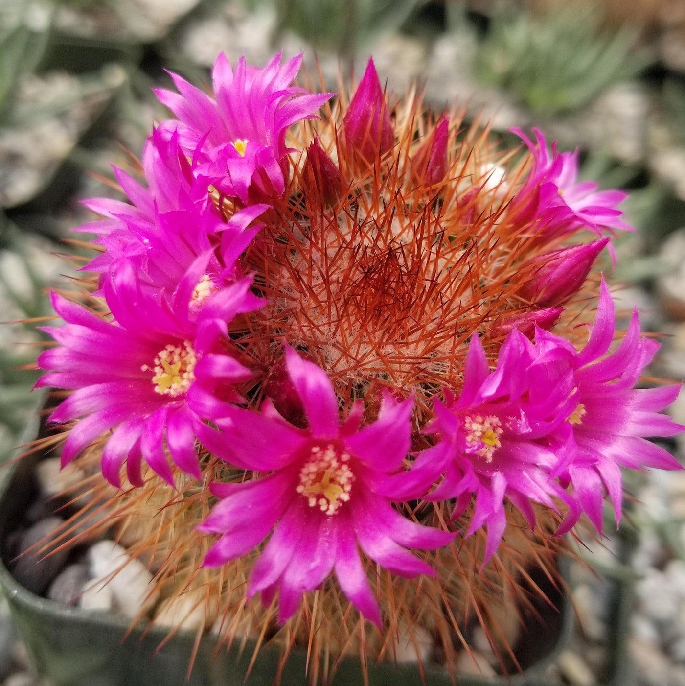 types of pincushion cactus Mammillaria spinosissima 4" Pot