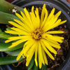 Glottiphyllum longum