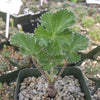 Pelargonium mirabile