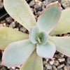 Echeveria cante