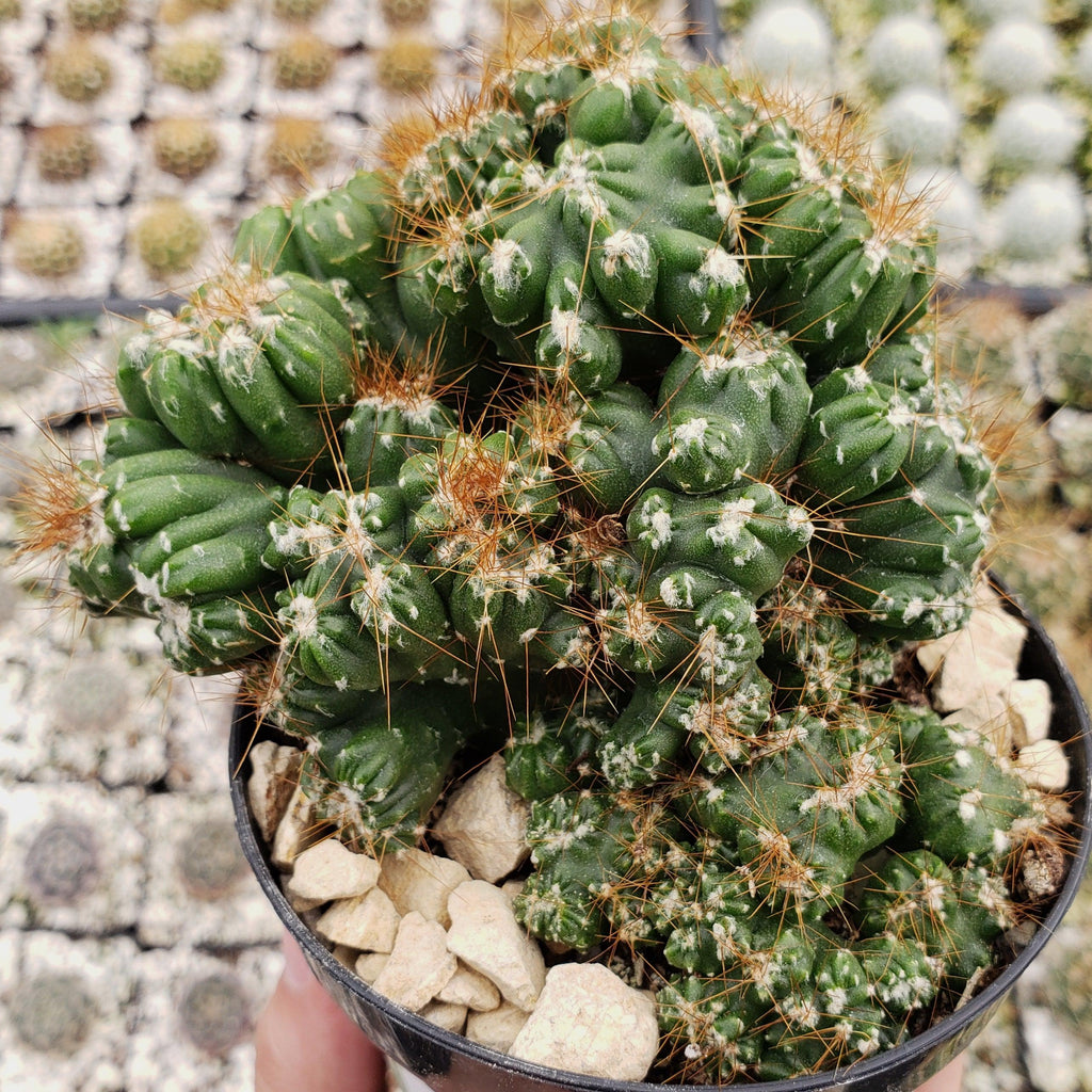 Cereus peruvianus monstrose &