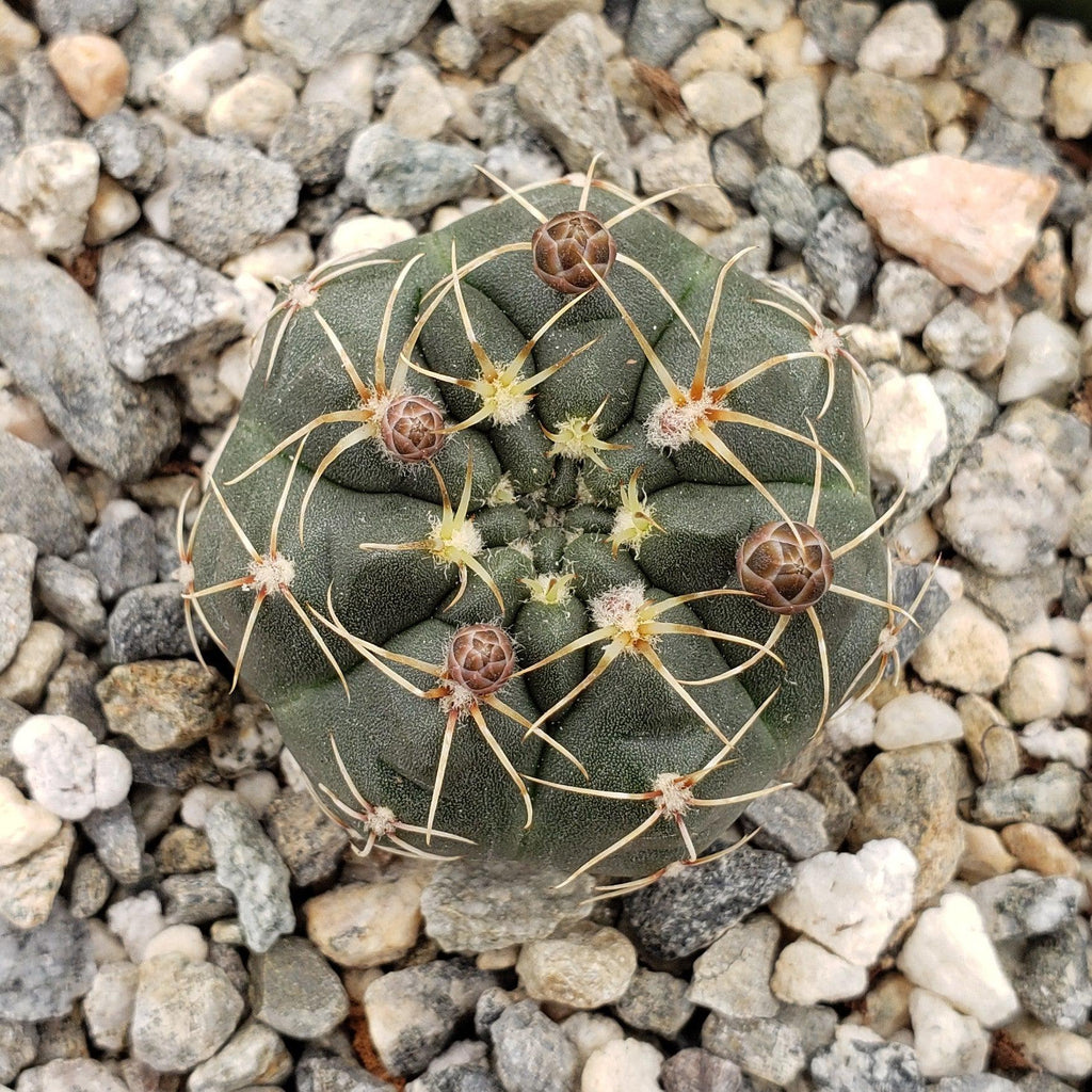Gymnocalycium schatzlianum mackieanus