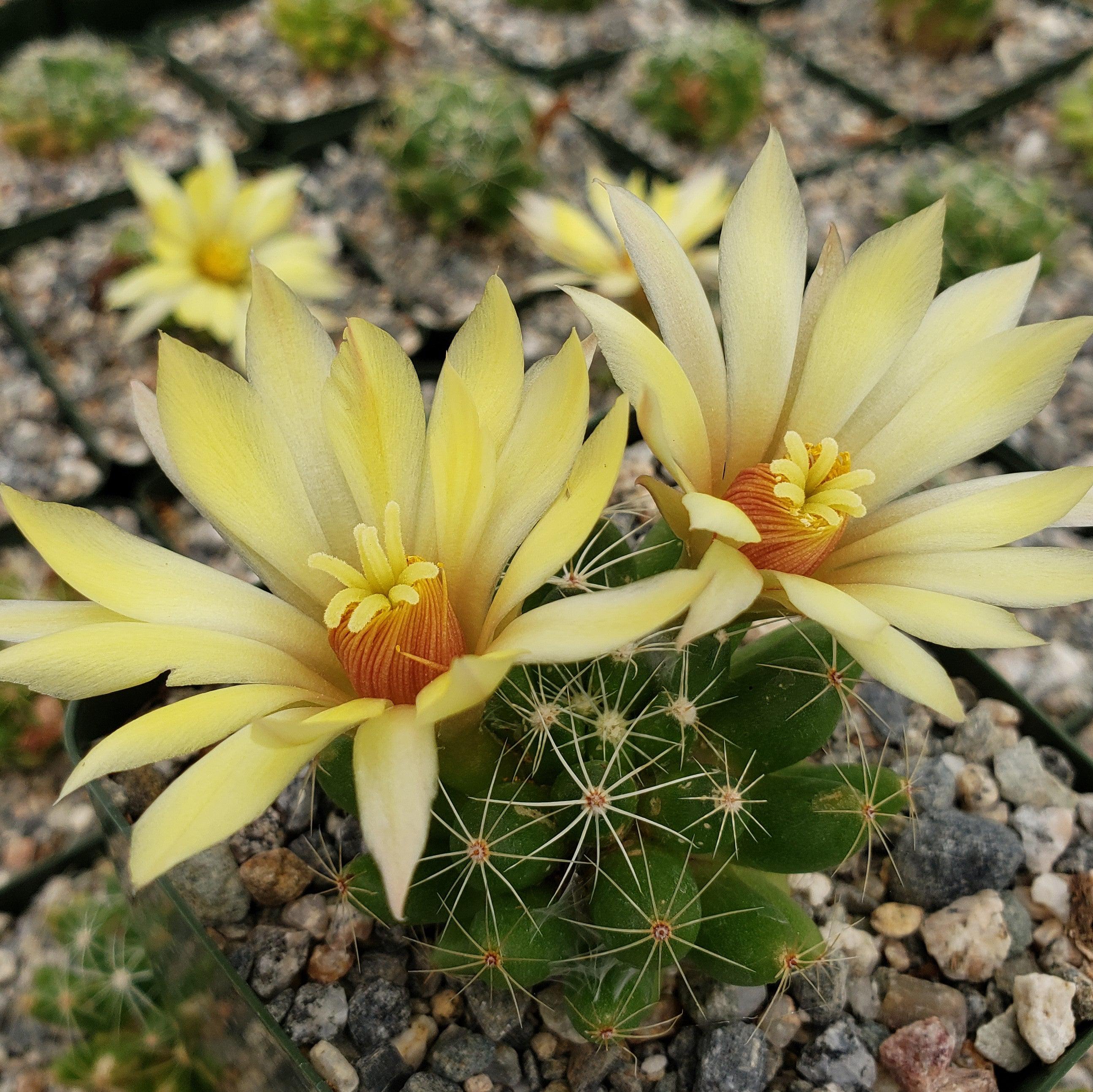 Mammillaria sphaerica