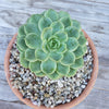 White Criva River Rock Cactus and Succulent Top Soil Dressing