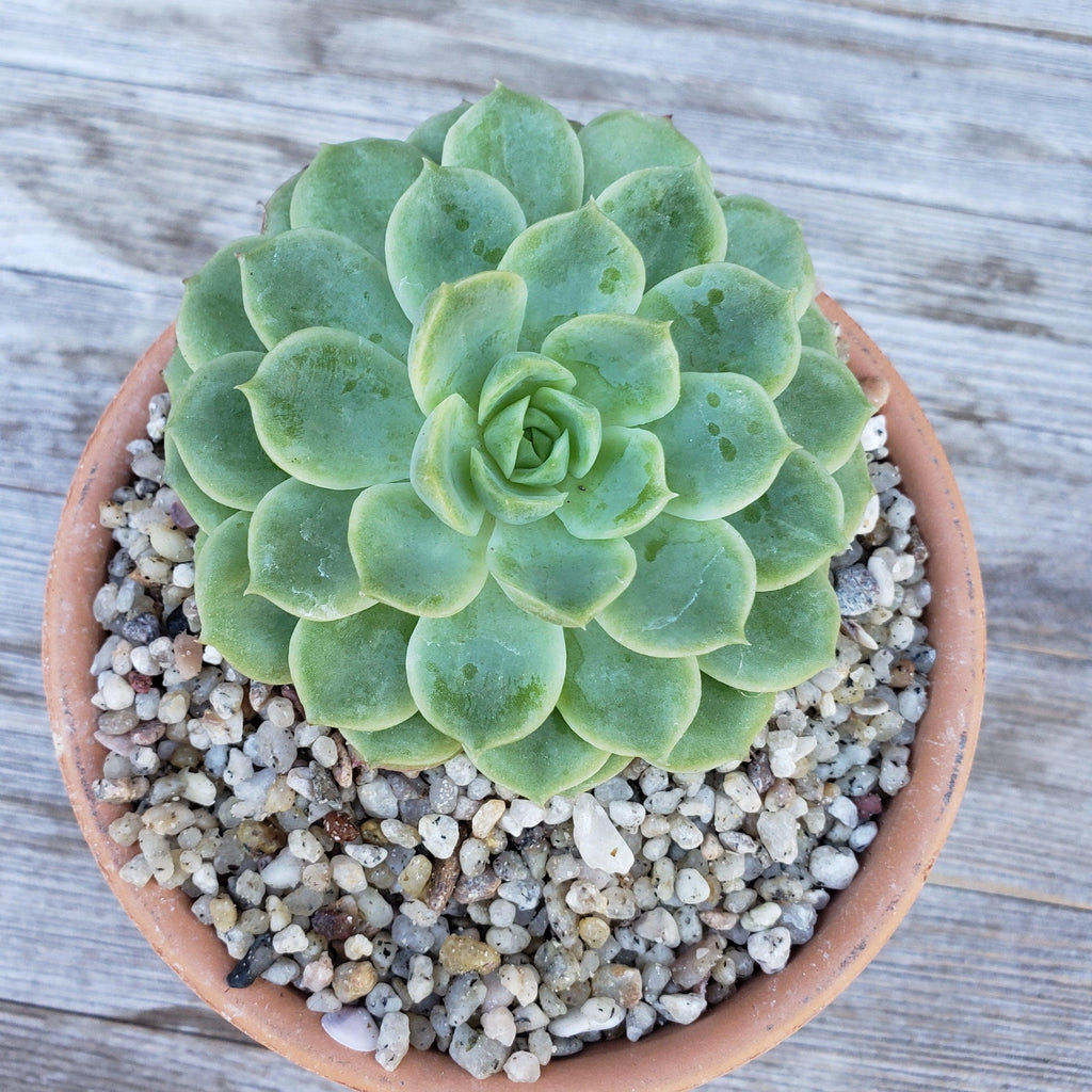 White Criva River Rock Cactus and Succulent Top Soil Dressing
