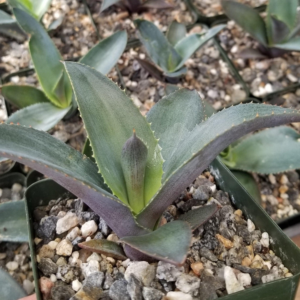 Agave pablocarrilloi