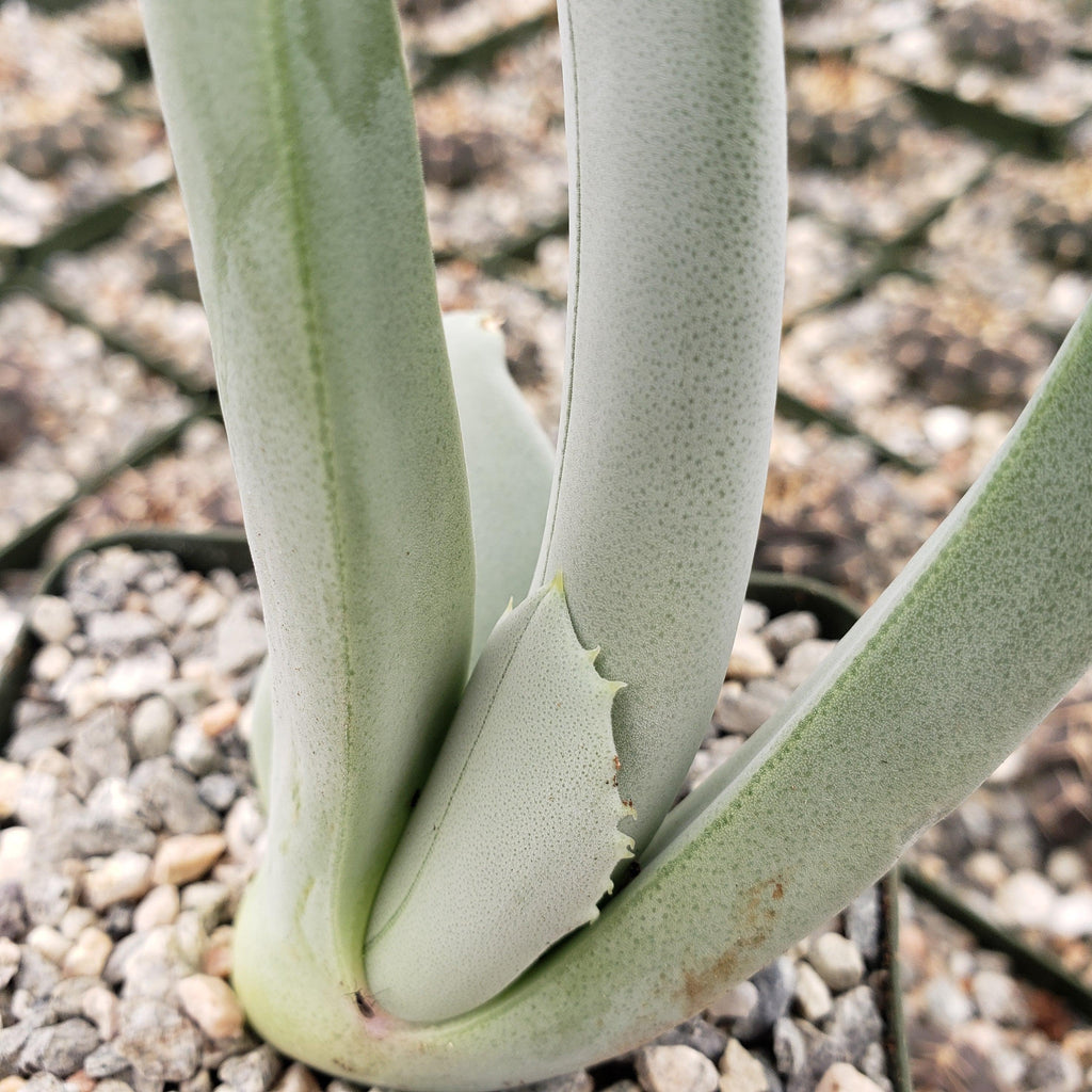 Cheiridopsis cigarettifera