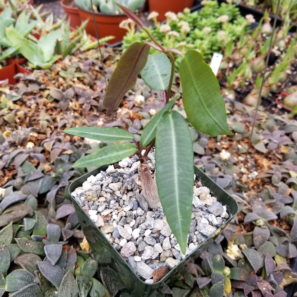 Petiopenta natalensis