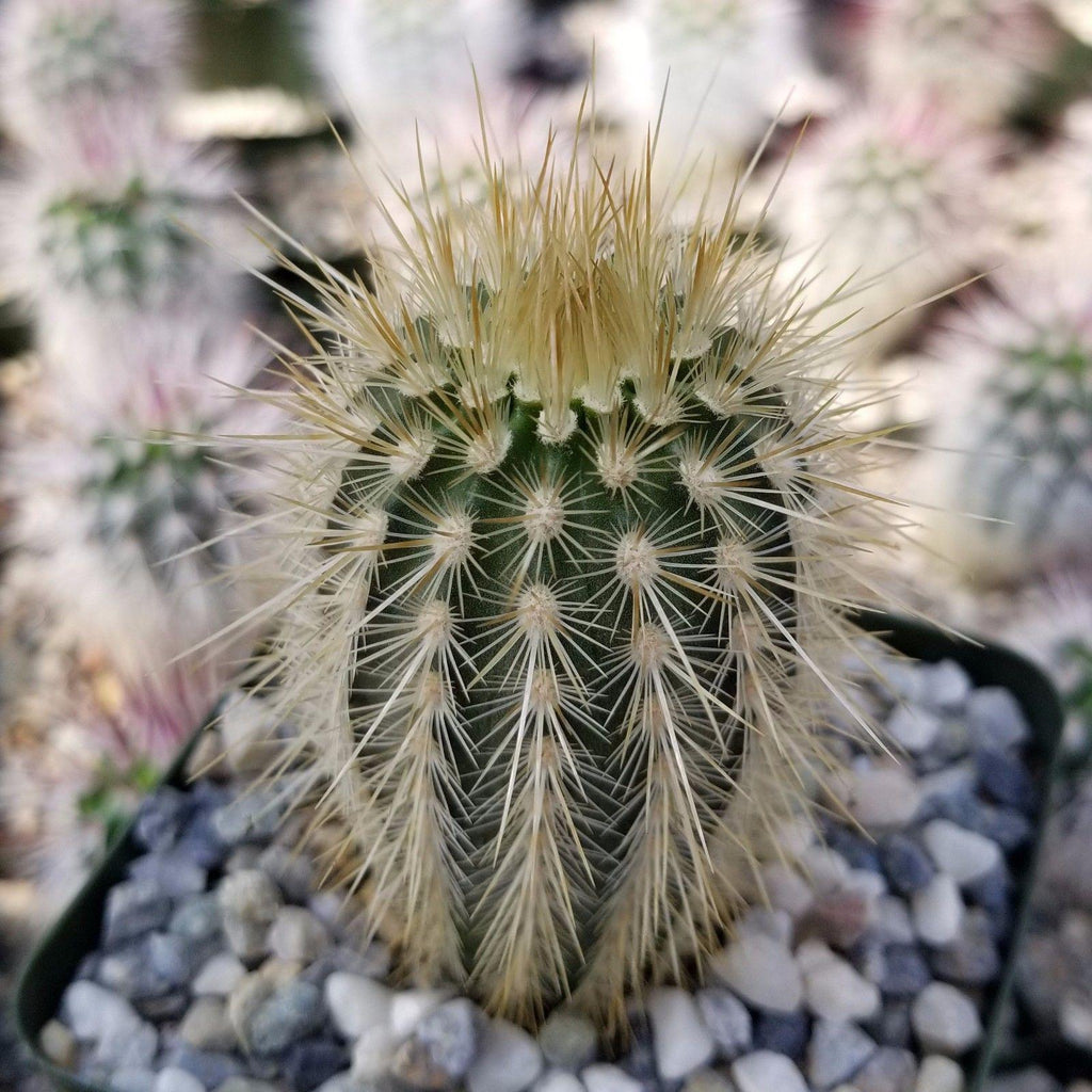 Echinocereus russanthus weedinii
