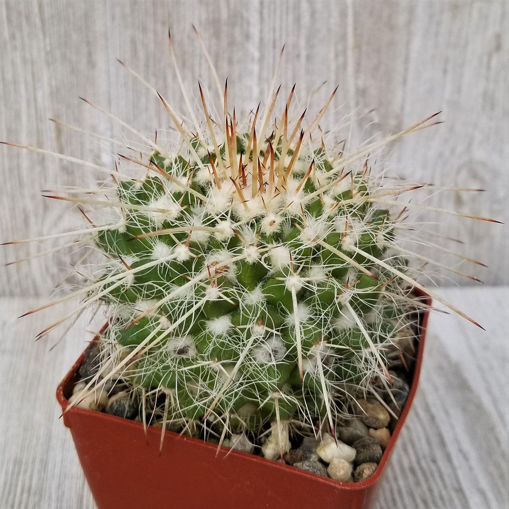 Mammillaria bicolor nobilis