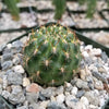 Sulcorebutia muschii