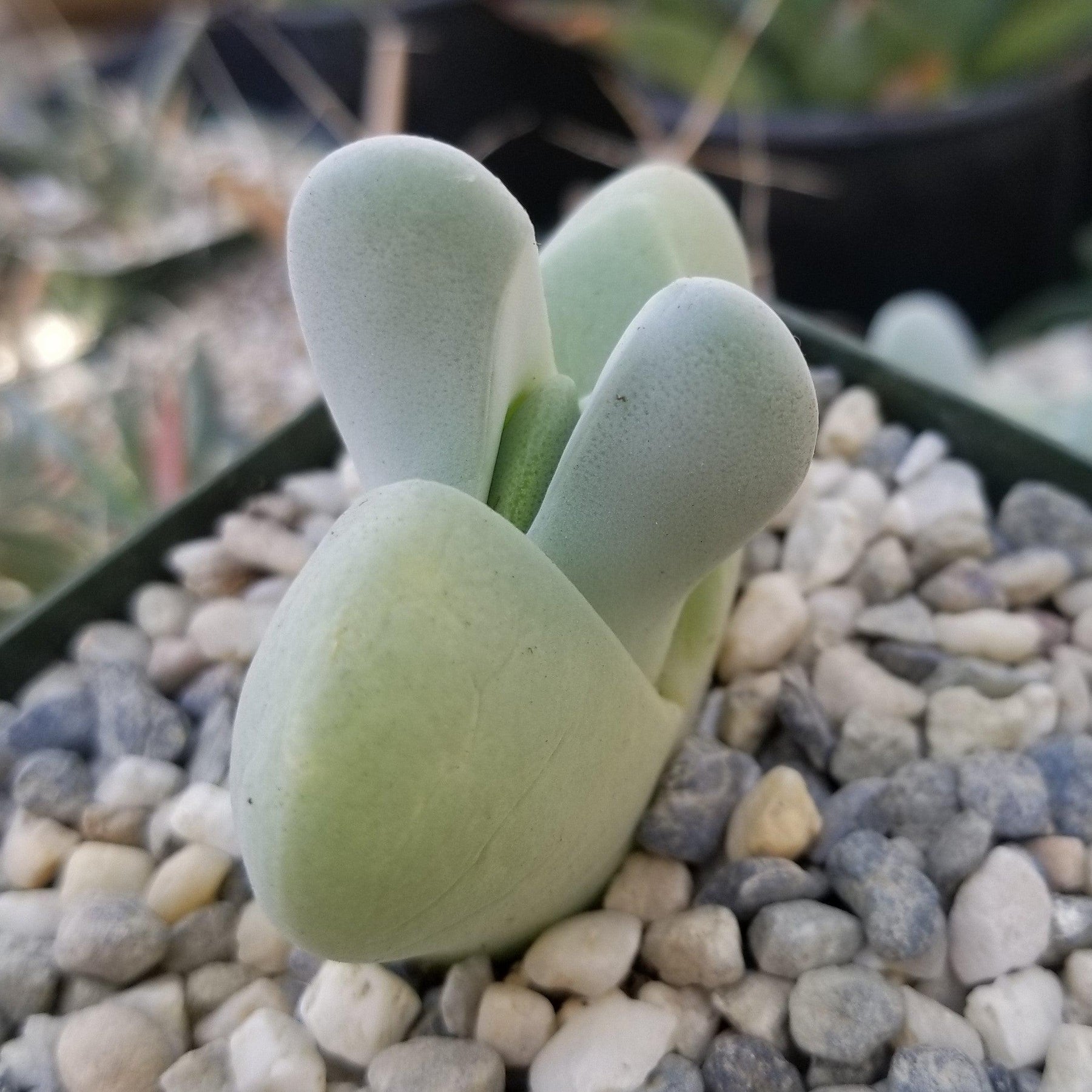 lobster claw succulent Cheiridopsis Pillansii | Lobster Claw Plant