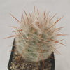 Old Man of the Mountain Cactus ‘Oreocereus trollii’