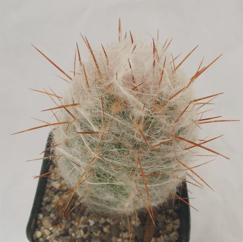 Old Man of the Mountain Cactus ‘Oreocereus trollii’