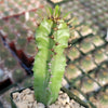 Euphorbia acrurensis abyssinia Desert Candle