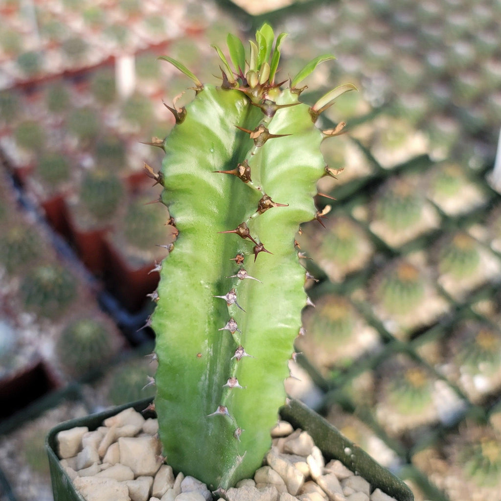 Euphorbia acrurensis abyssinia Desert Candle