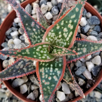 Aloe Hybrid