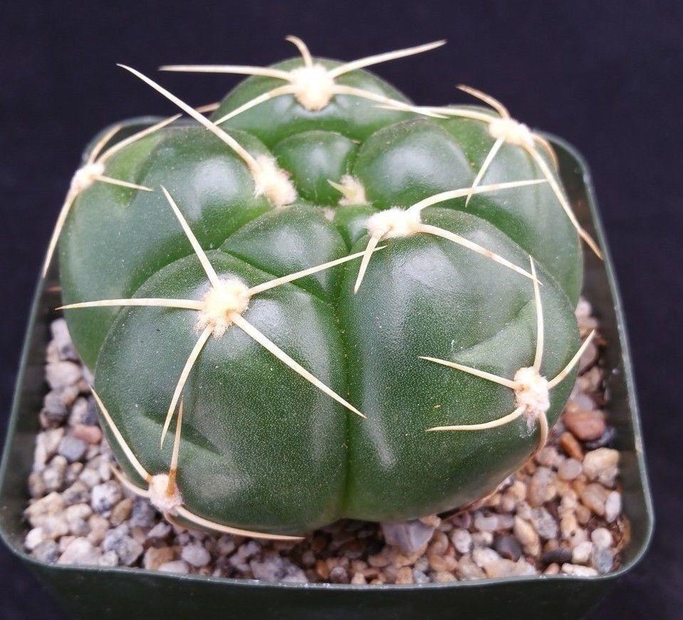 Gymnocalycium horstii