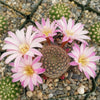 Rebutia Narvaecensis