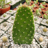 Opuntia Snow Fuzzy cutting