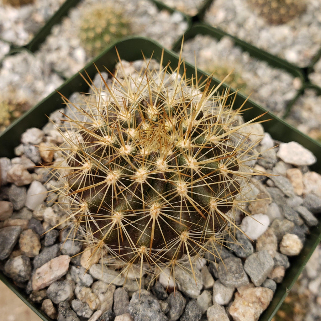 Neochilenia chilensis flaviflora