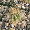 Echinopsis melanopotamica