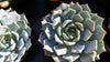 Echeveria azulita