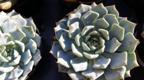Echeveria azulita