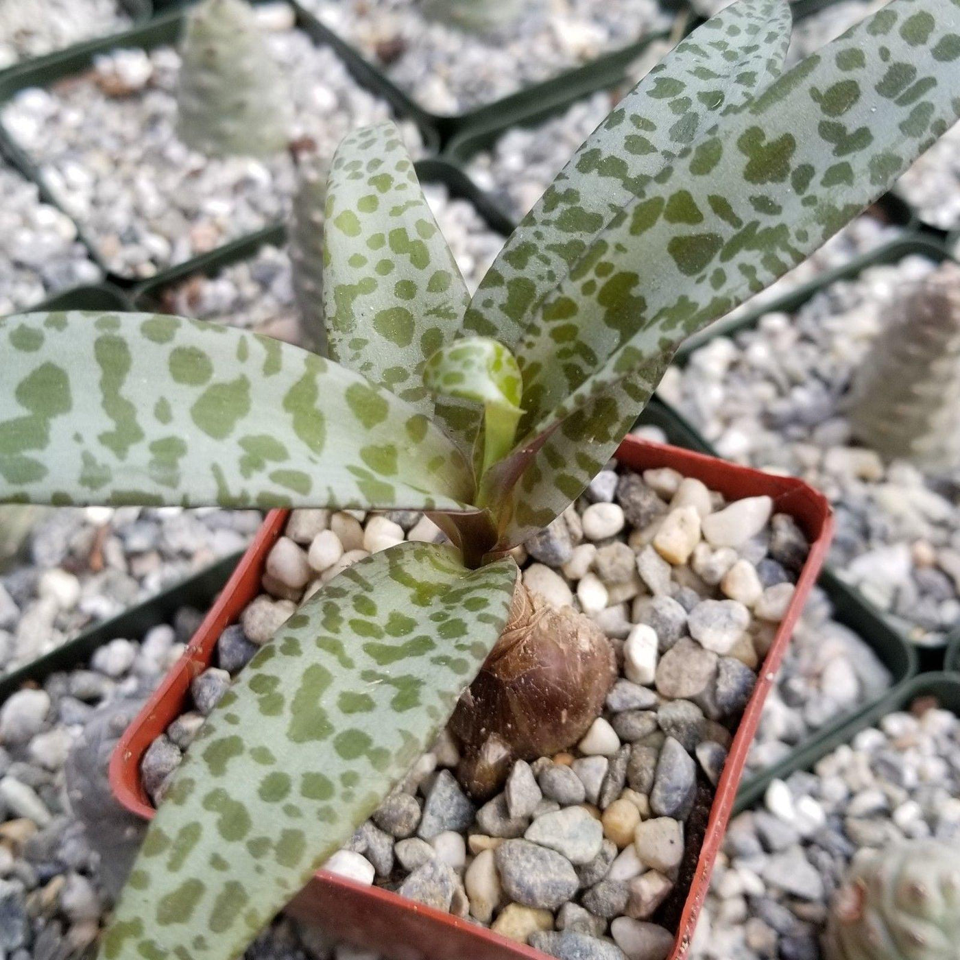 spotted leaf succulent Grab Scilla violacea Silver Squill Plant | Best-Quality