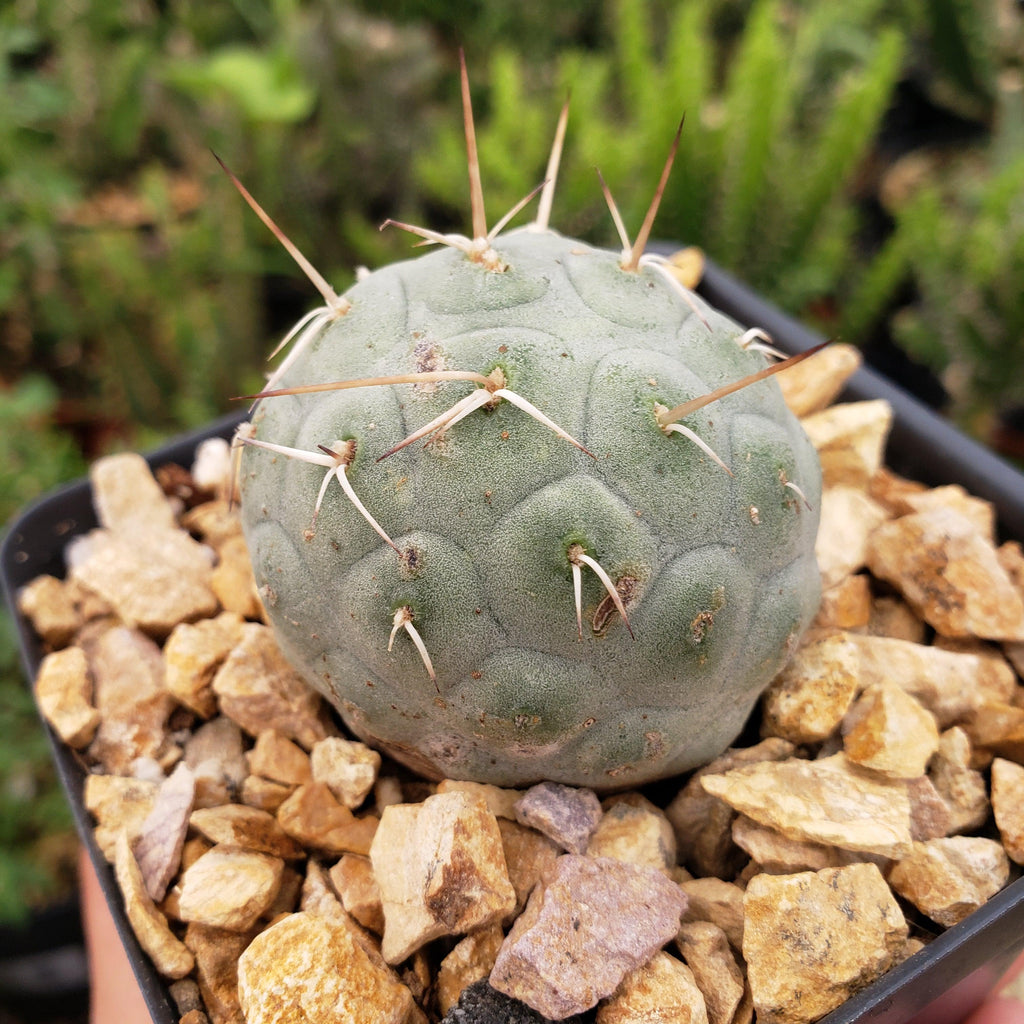 tephrocactus geometricus alexanderi